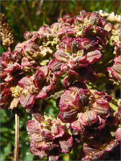 sm 435 Angelica Plant.jpg - A close up of the seeds on the native Angelica Plant (Angelica hendersonii).